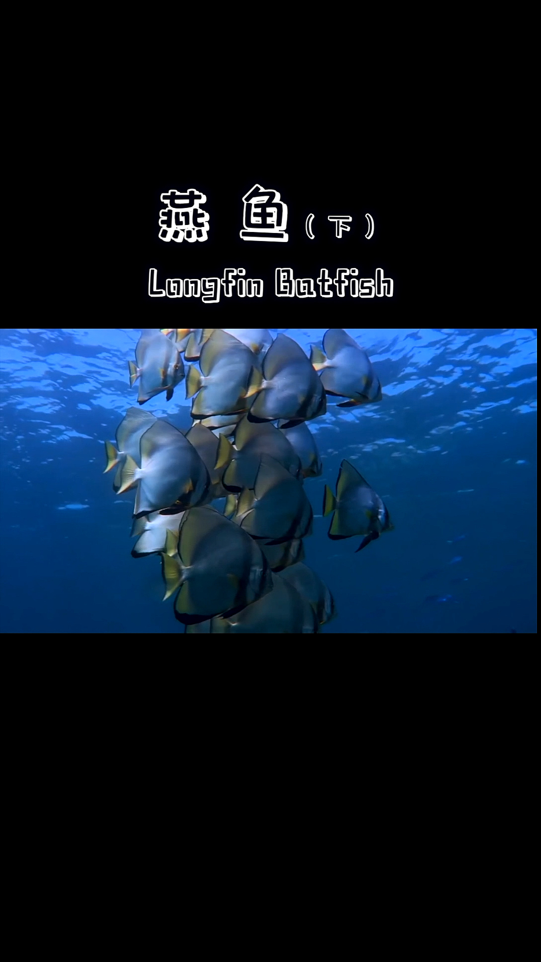 #潜水识鱼#下次潜水的时候,记得在水下和它们玩打泡泡,会有意外惊喜呢