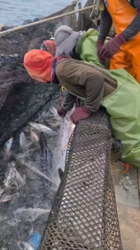 #带鱼#捕获一条带鱼王可以吃好几天了