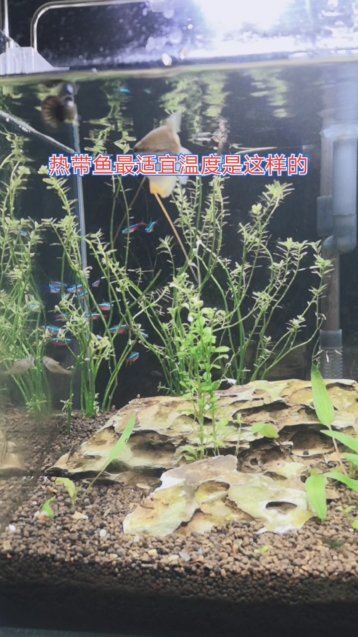 水温二十六度是养好热带鱼的关键,特别是小型热带灯鱼,大家知道吗?