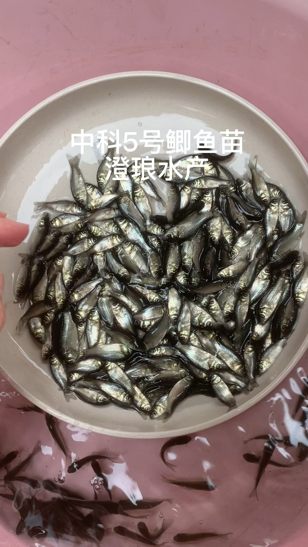 鲫鱼苗中科5号鲫鱼苗