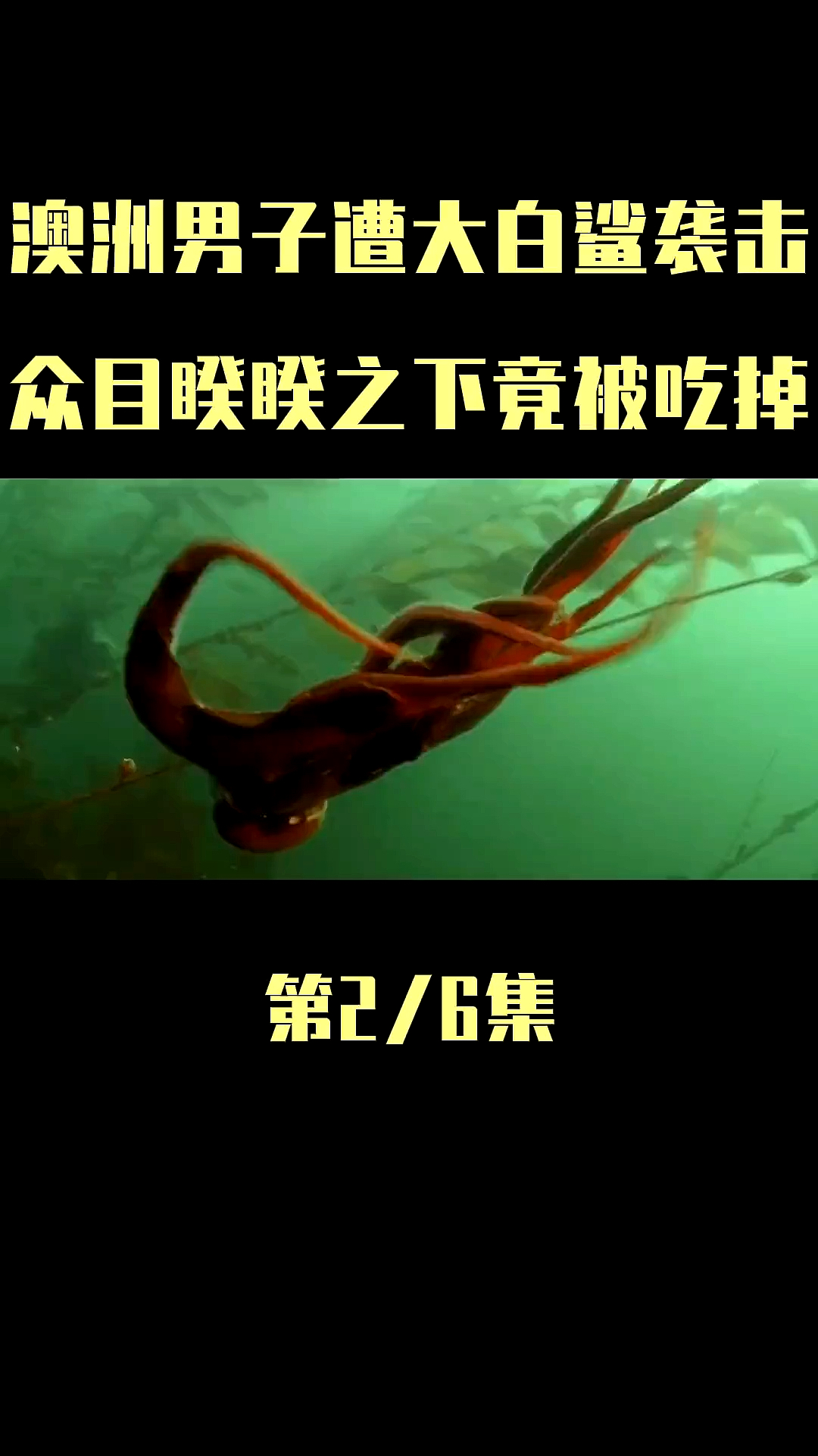 #我要上热门#大白鲨能打败巨型章鱼吗?