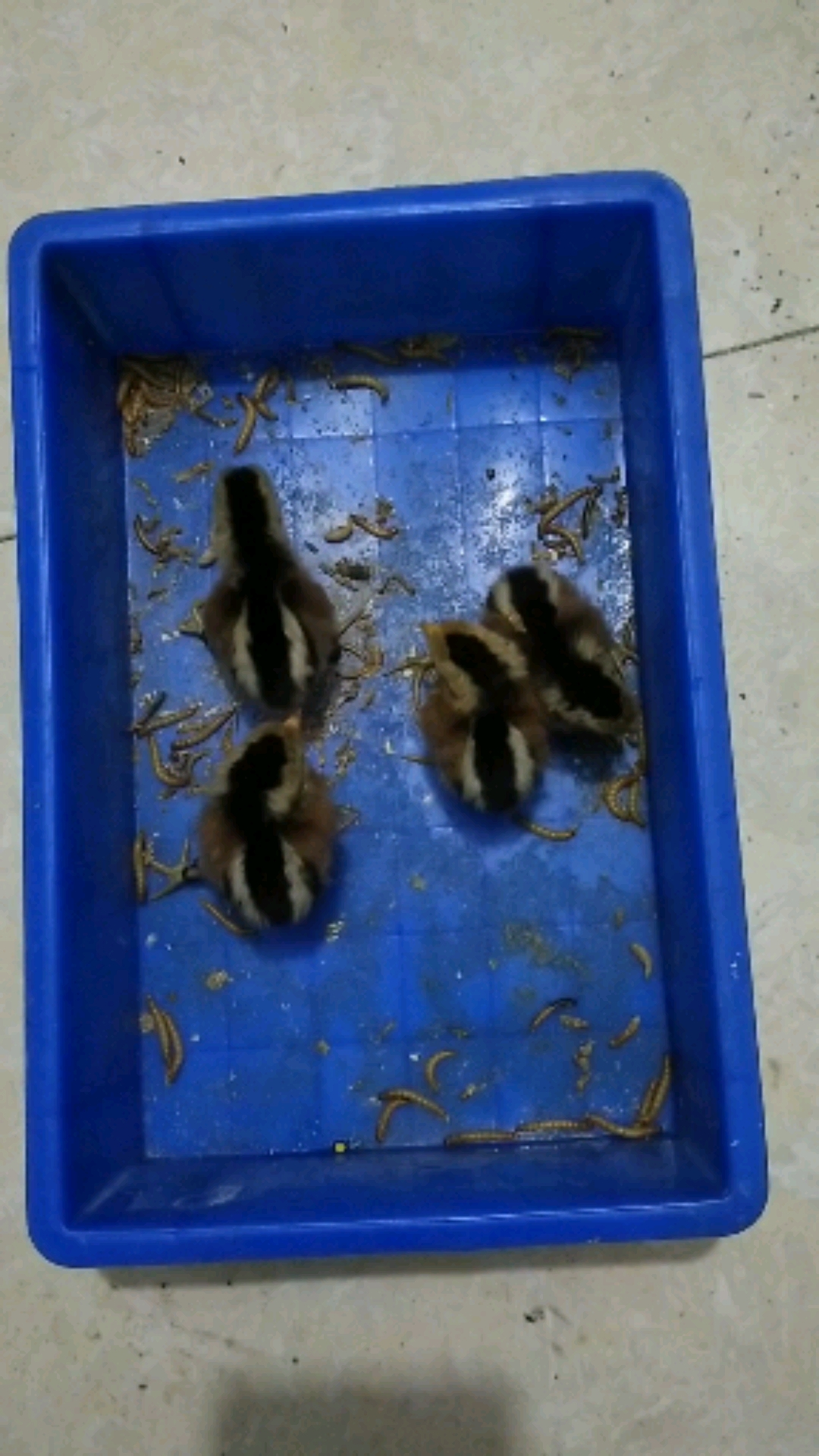 #小鸡#记录小鸡出壳第三天,有一只还站不稳!