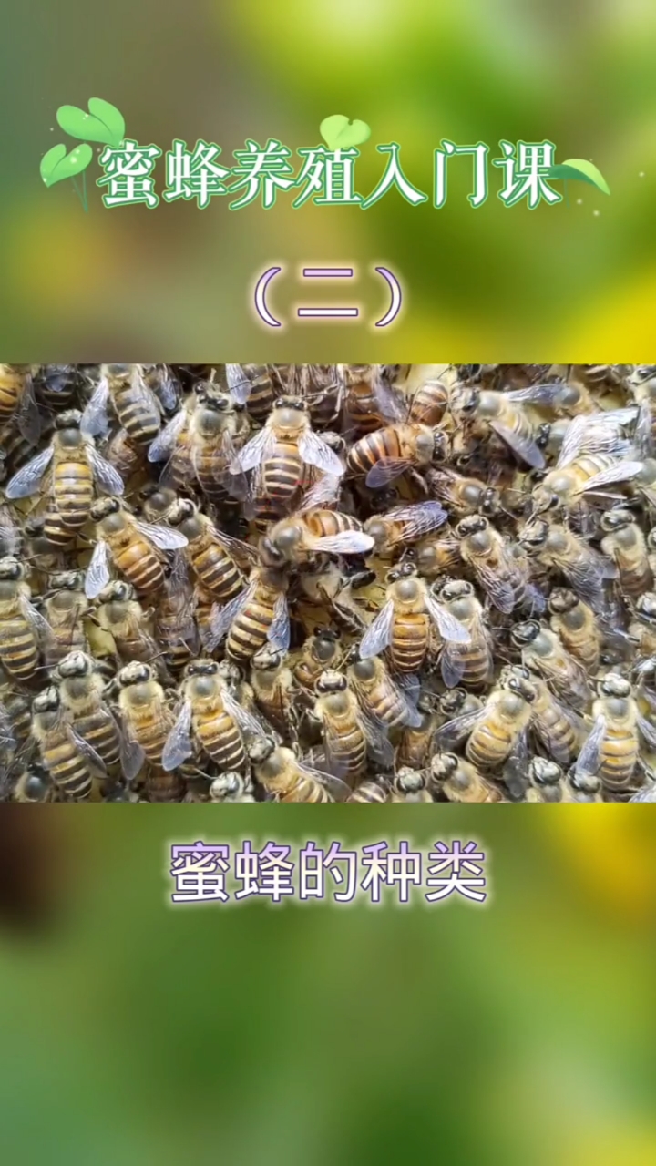 #我要上热门#蜜蜂养殖入门课