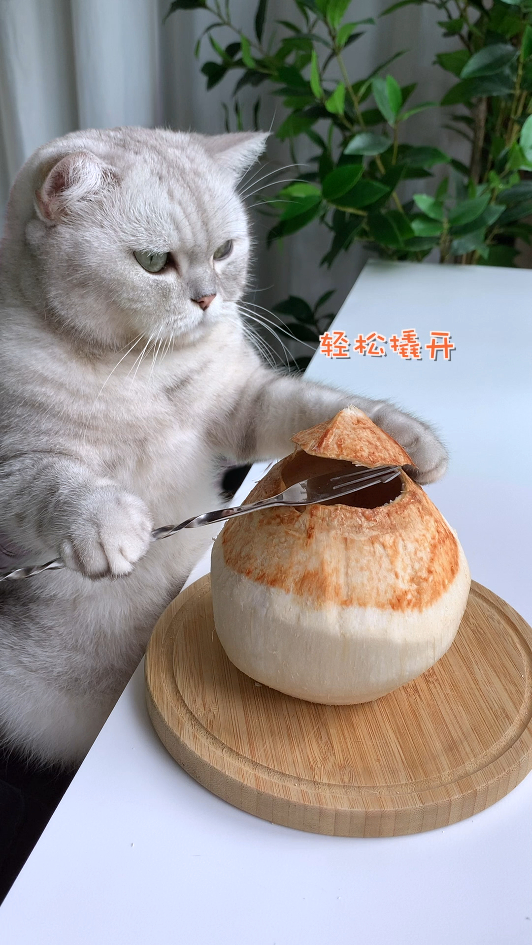 #猫咪日记#本喵终于吃上自己做的椰子鸡火锅了