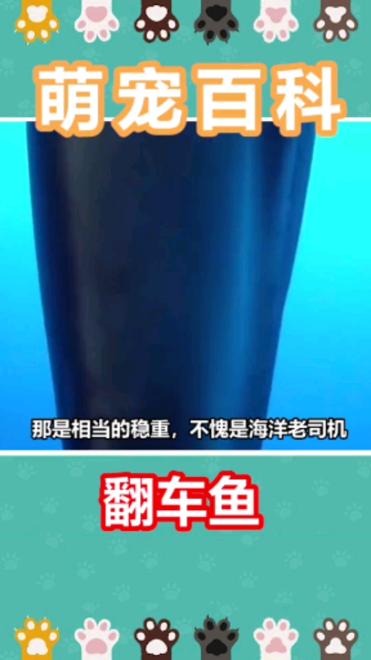 #拍视频拿年终奖#海陆空三傻你知道是什么它是一种鱼