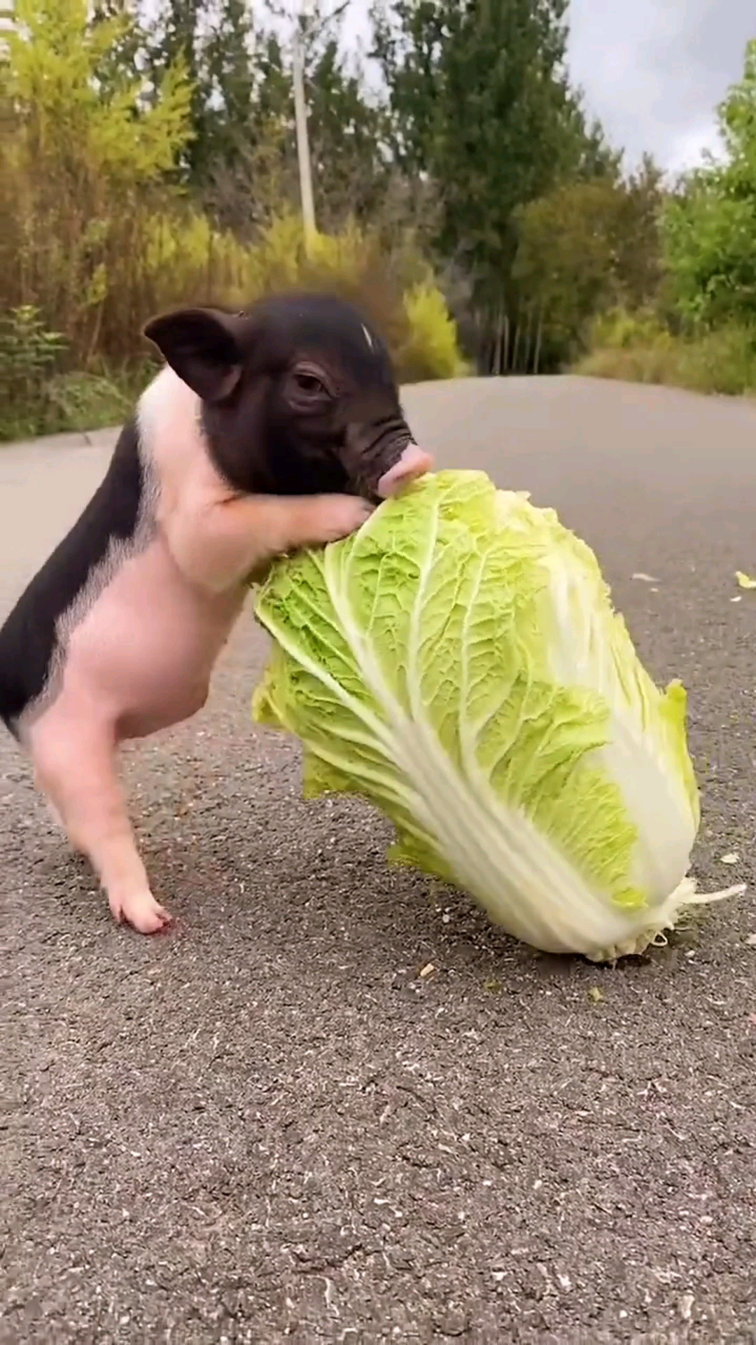 吃白菜的小猪。