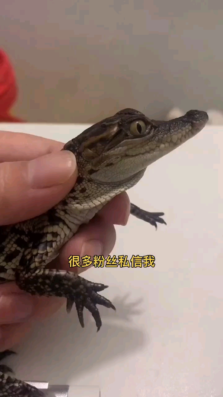#鳄鱼#鳄鱼可以驯化吗?