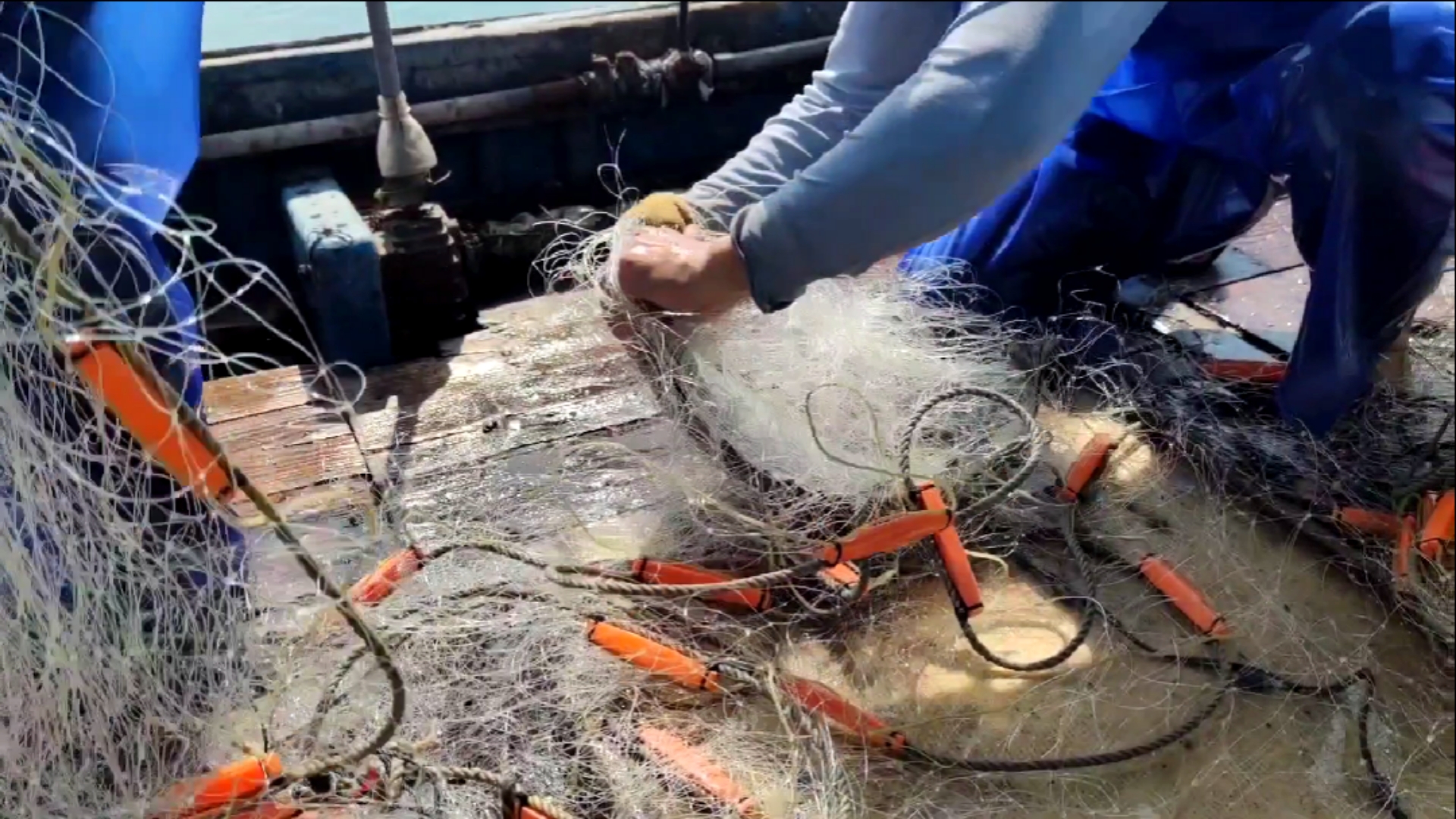 #南澳岛#渔民捕到这鱼金色得跟黄金一样,而且价格相当高,所以被成为海里软黄金(下)