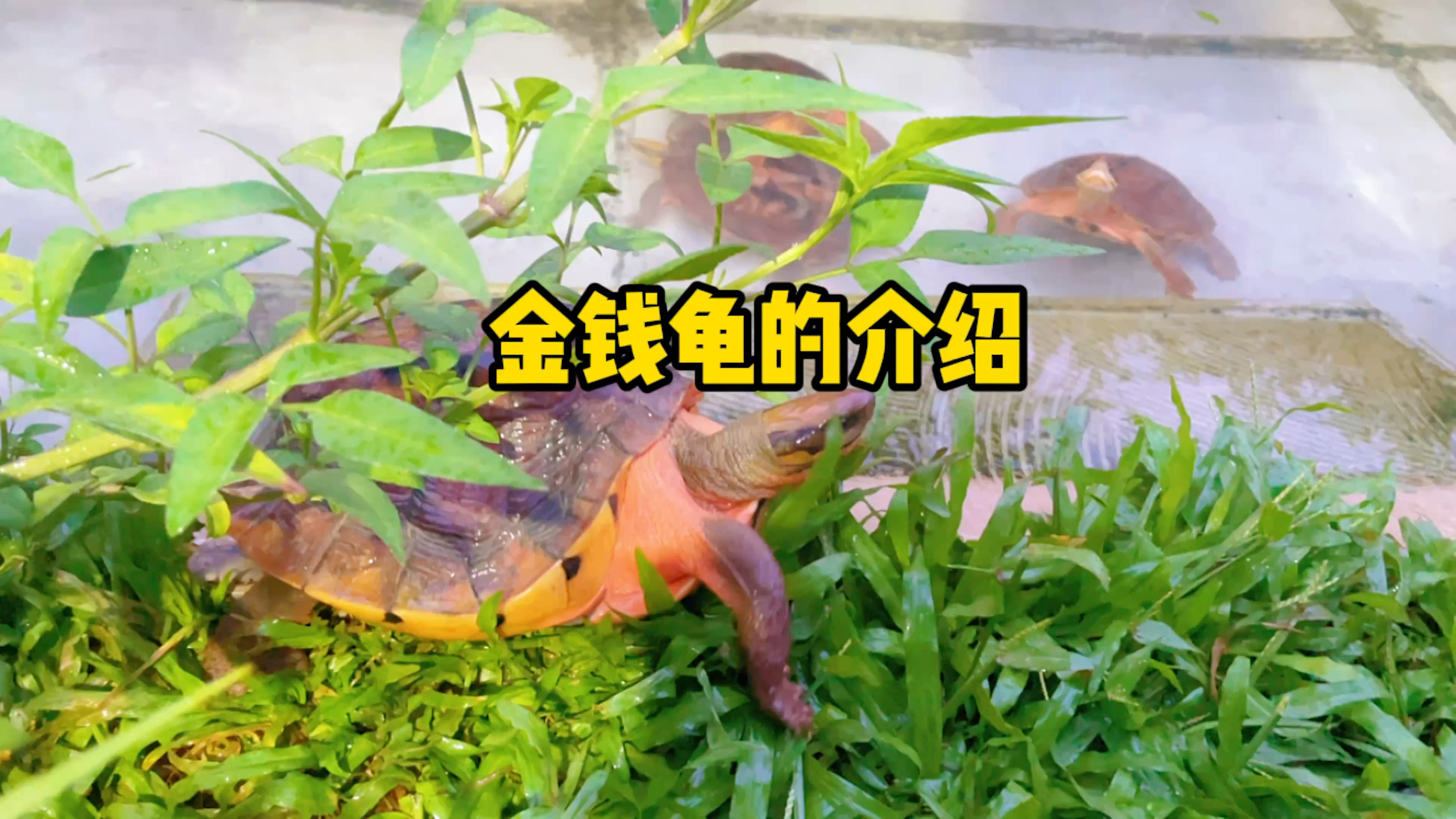 金钱龟的介绍以及外池的养殖环境。感兴趣的可以收藏起来哦