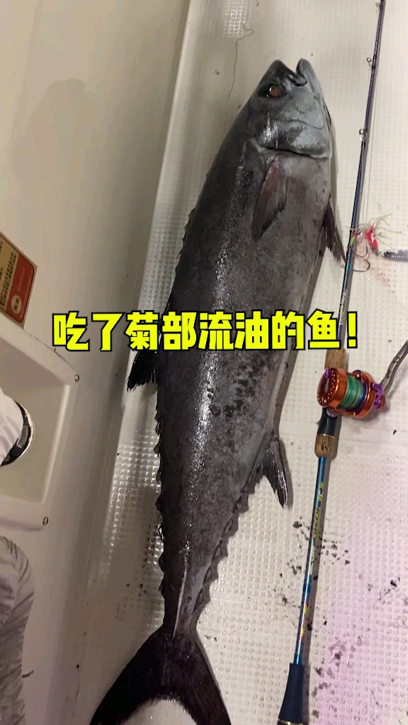 吃了菊花流油的黑油鱼,这么大一条!