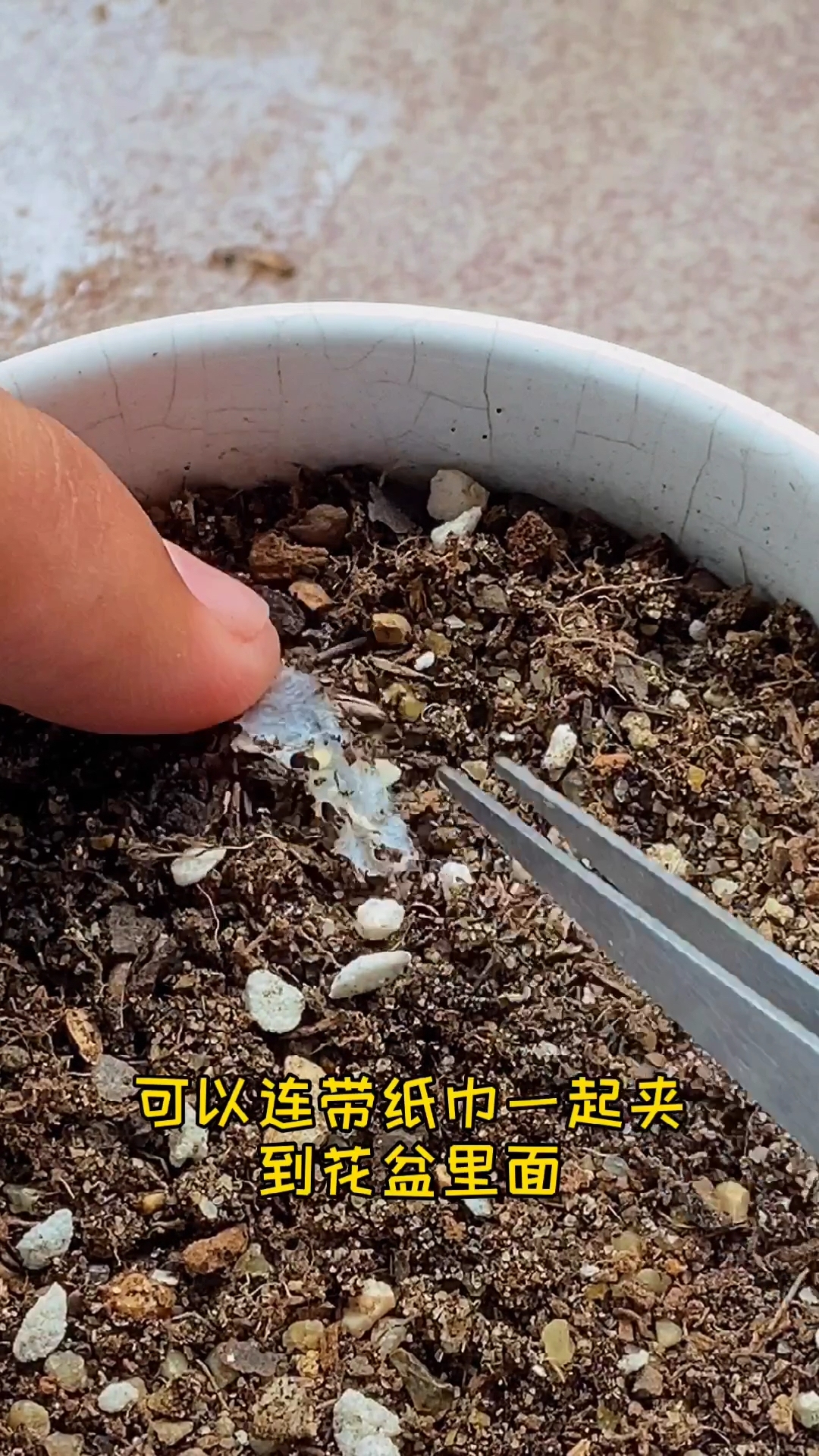 #有一种可爱叫多肉!#3天前催芽的仙人球种子今天发芽了,给它们移盆