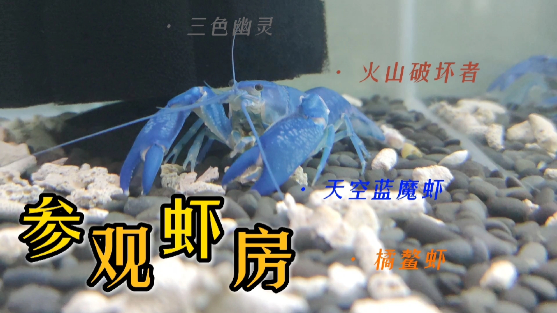 #神宠来袭#小伙在几平米的地下室里藏着一个虾房,专门繁殖各种鳌虾,观赏虾