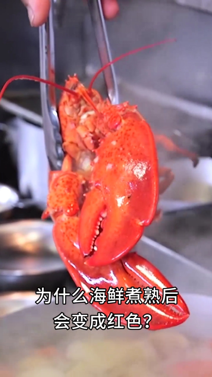 为什么海鲜煮熟后会变成红色?