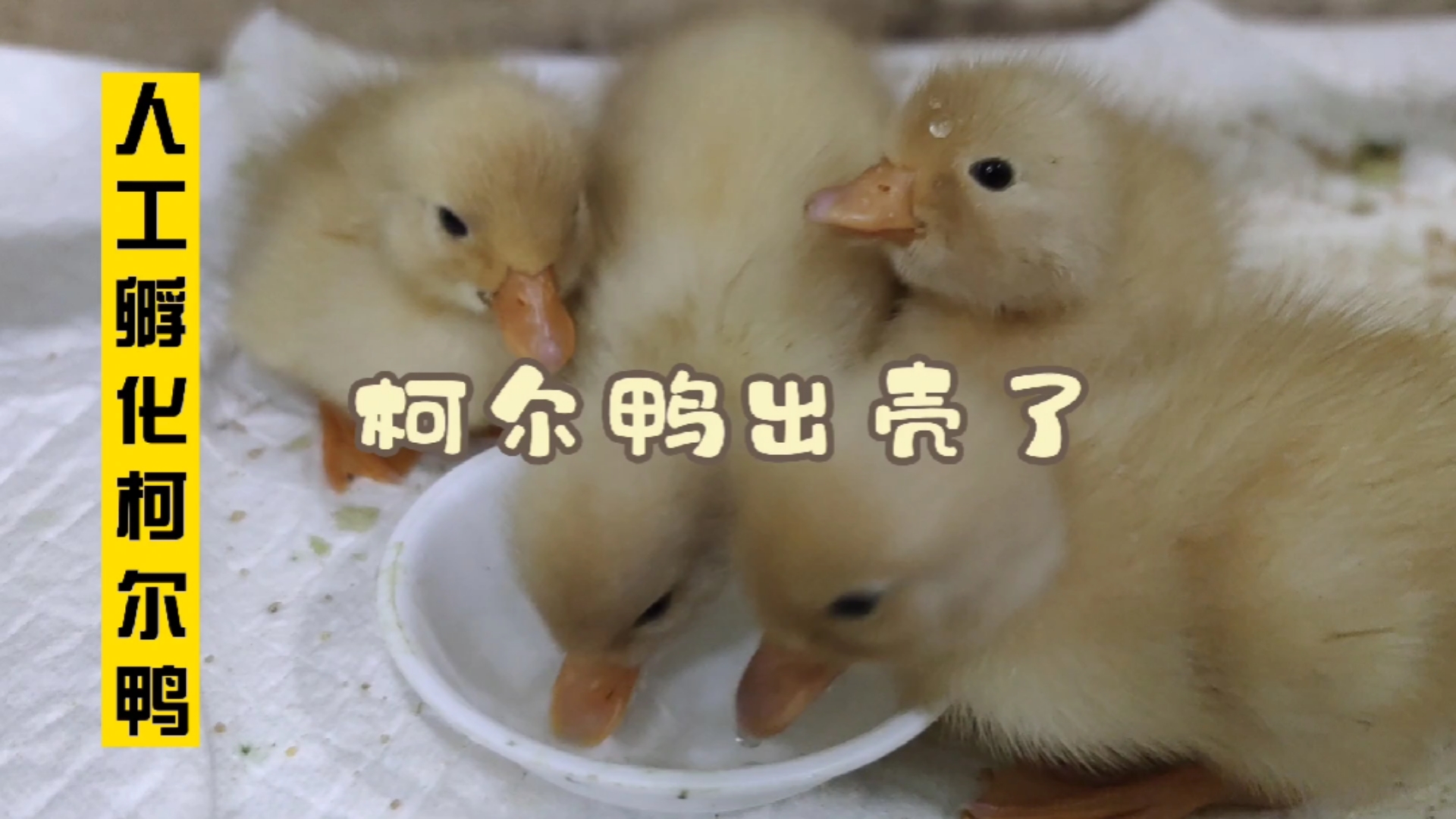 #柯尔鸭#柯尔鸭～鸭鸭那么可爱，怎么可以吃鸭鸭！
