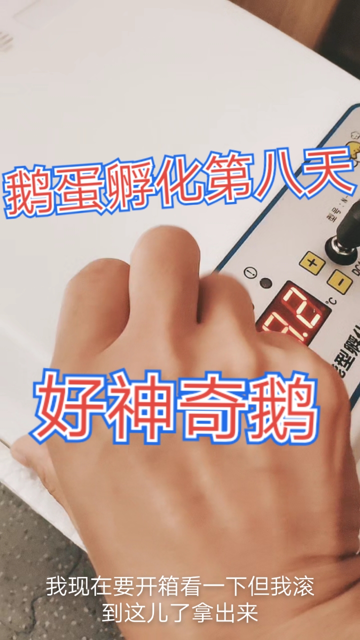 #我家萌宠成精了#鹅蛋孵化第八天,早上照蛋,发现两颗蛋黄融合在一起了,好神奇鹅!