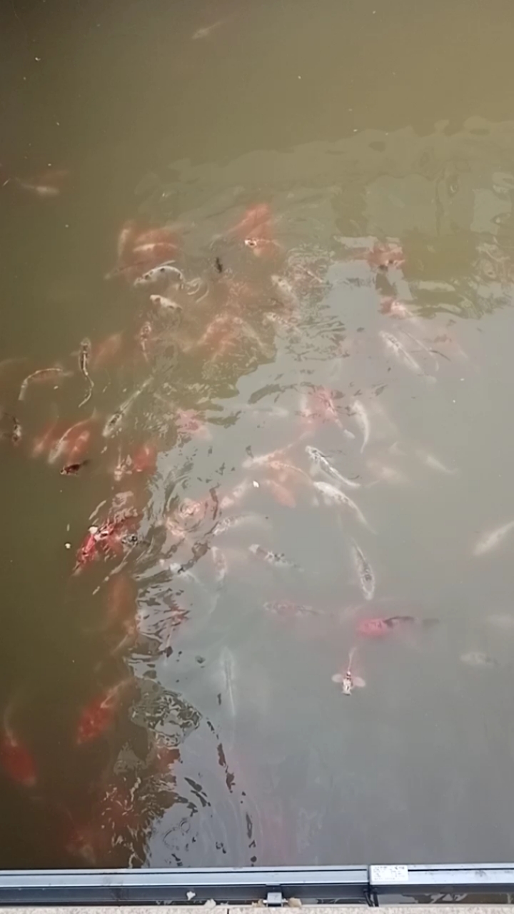 早上好,欢迎大家光临,好多小金鱼,好看好美,游人把它们喂的可大可美了?希望喜欢。