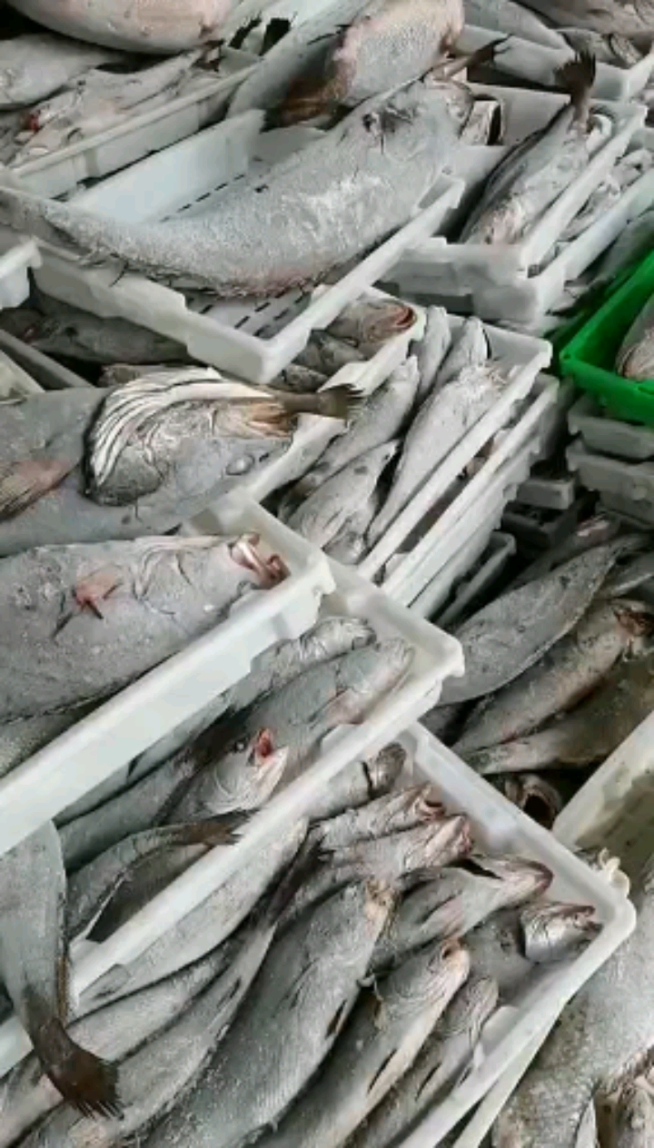 正宗东海野生米鱼,海捕速冻,营养美味,我们肩负传递来自大海的馈赠!