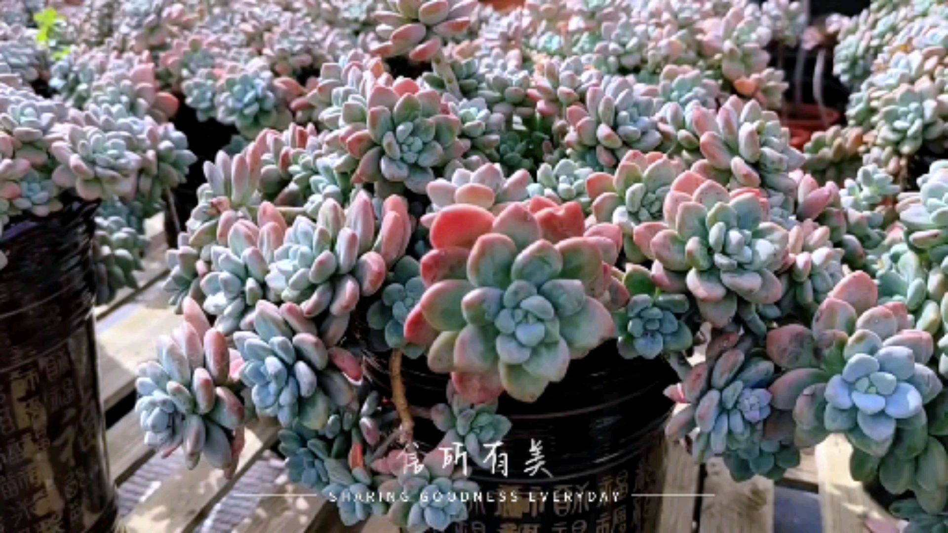 #多肉植物#洛神老桩的夏天,红起来照样可以很迷人!