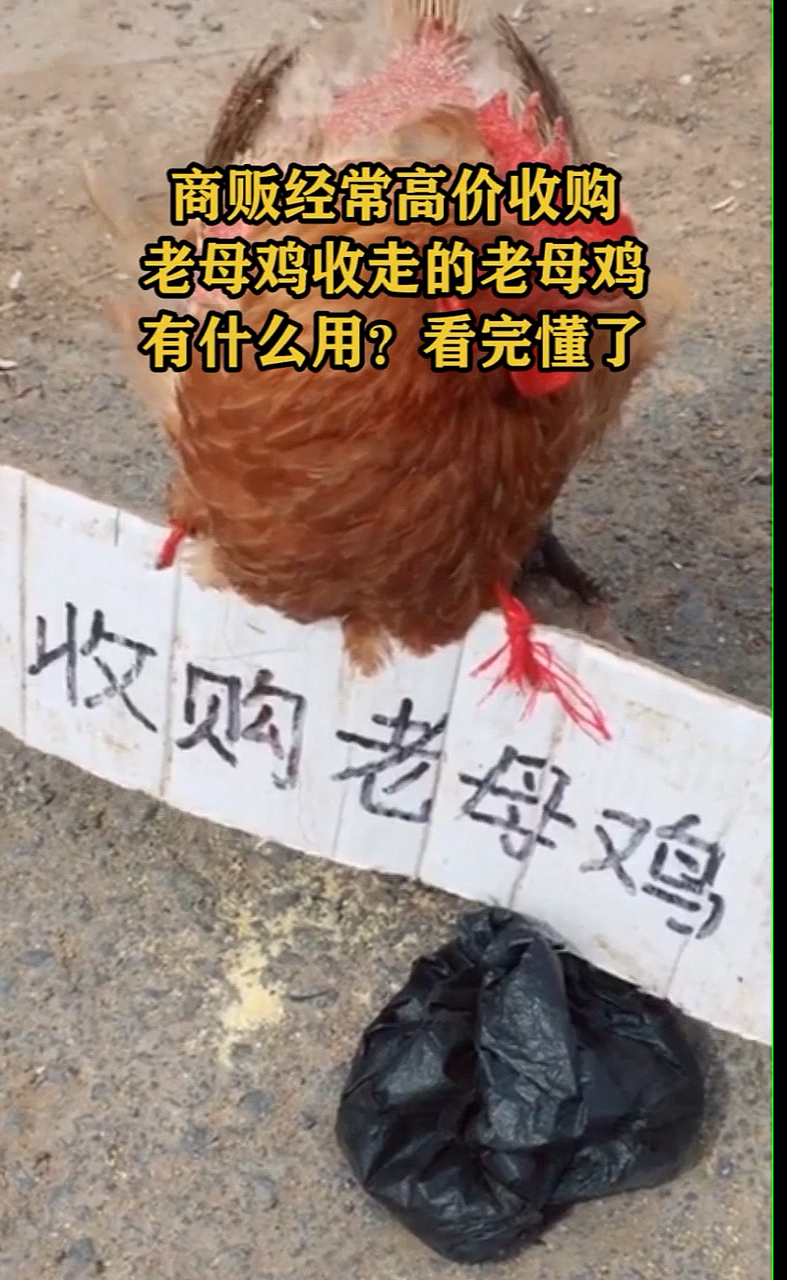 #奇闻趣事抢先看#商贩经常高价收购老母鸡收走的老母鸡有什么用?看完就懂了
