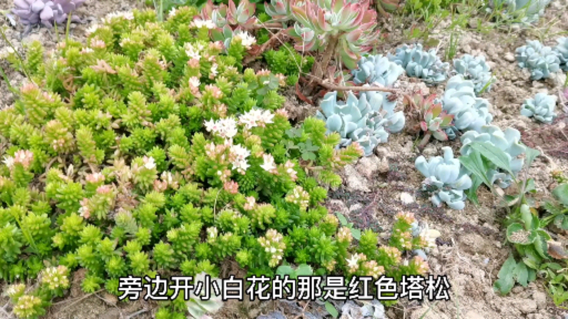 #多肉植物#大棚主的日常。看看陶陶今天给大家带来了哪些多肉植物知识吧。