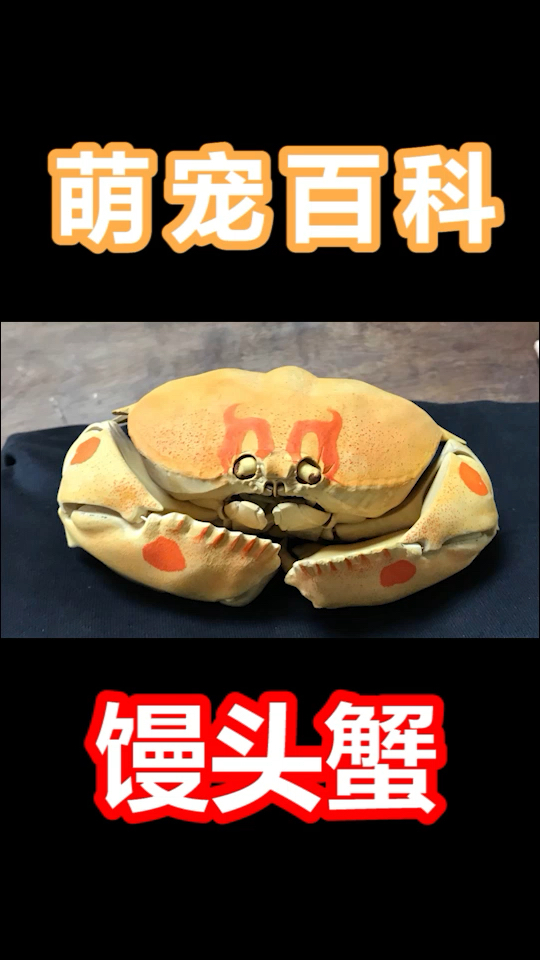 #神宠来袭#你喜欢这个男友力爆棚的馒头蟹吗