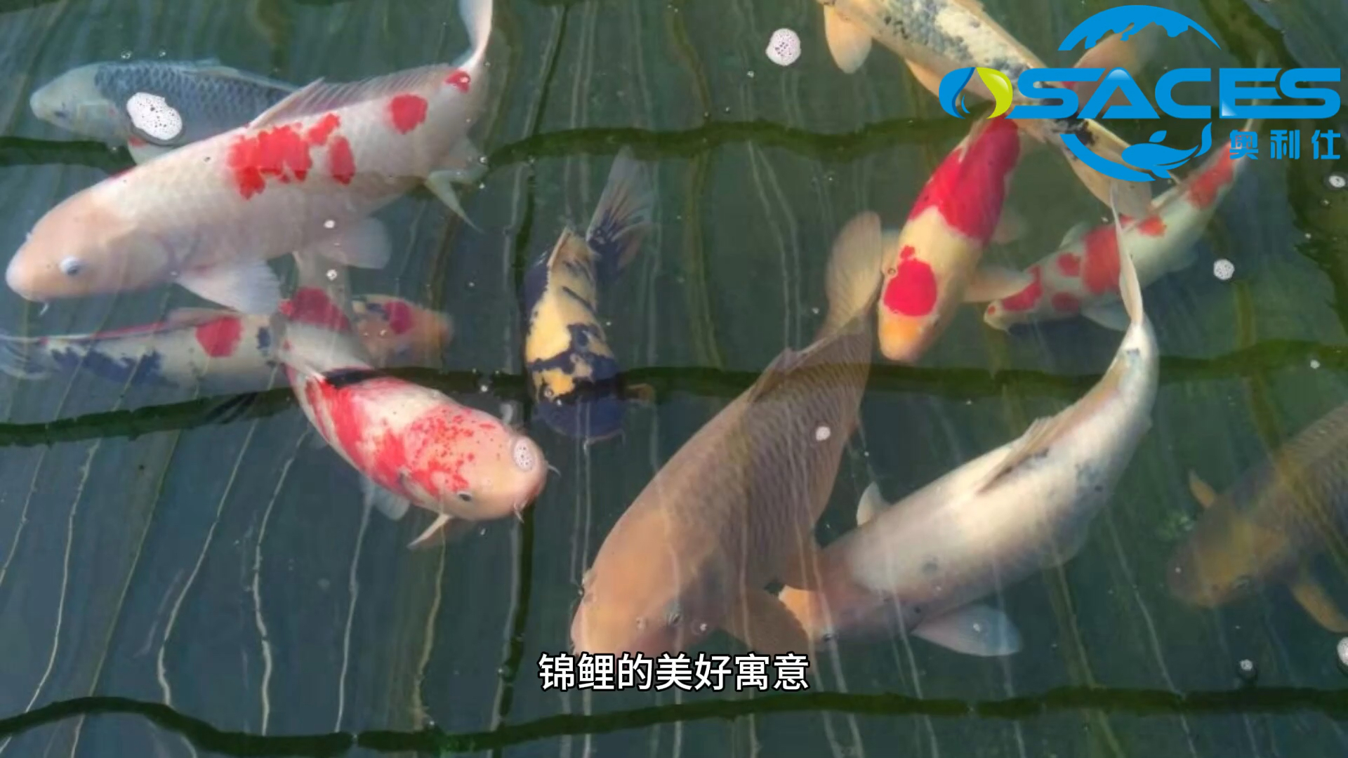 #锦鲤#锦鲤的美好寓意