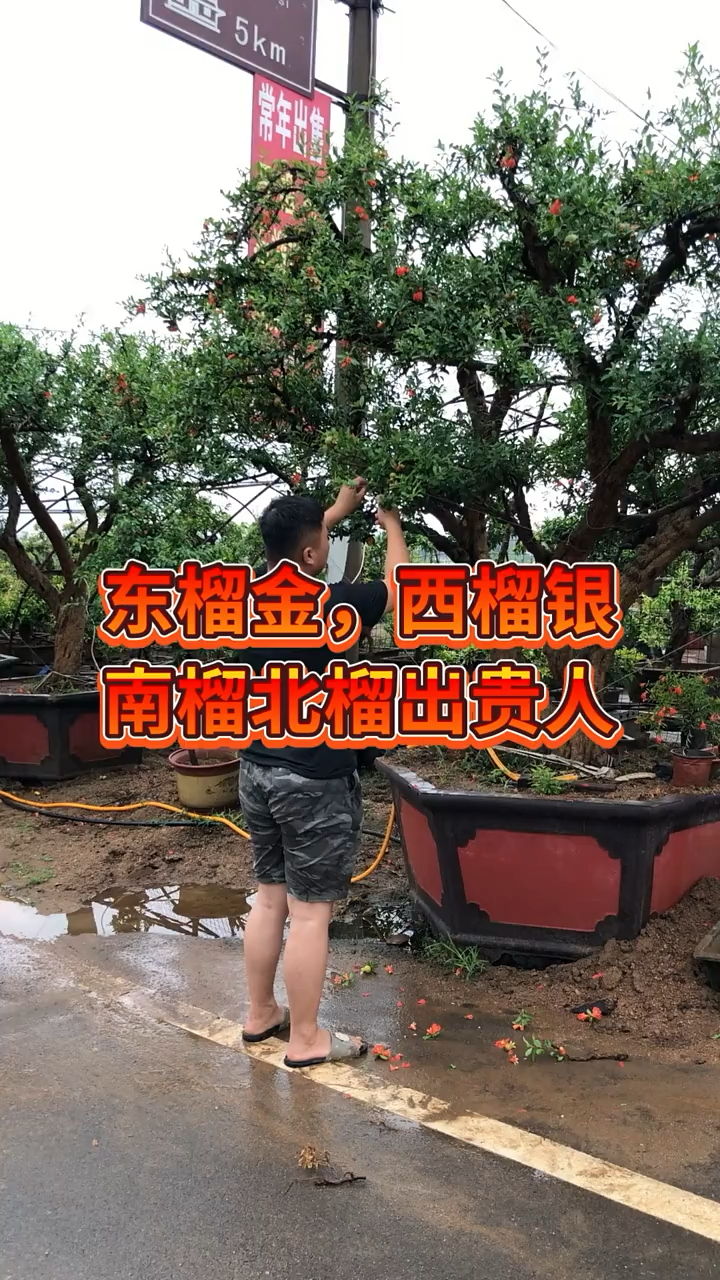 老桩大红袍石榴,耐寒耐旱,寓意多子多福,南北方都可以栽植