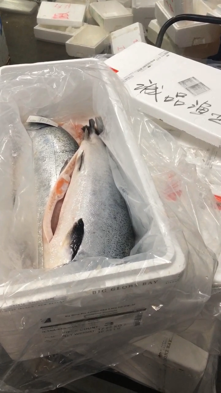 #帝王鲑#帝王鲑,帝王鲑鱼,帝王鲑三文鱼,三文鱼刺身