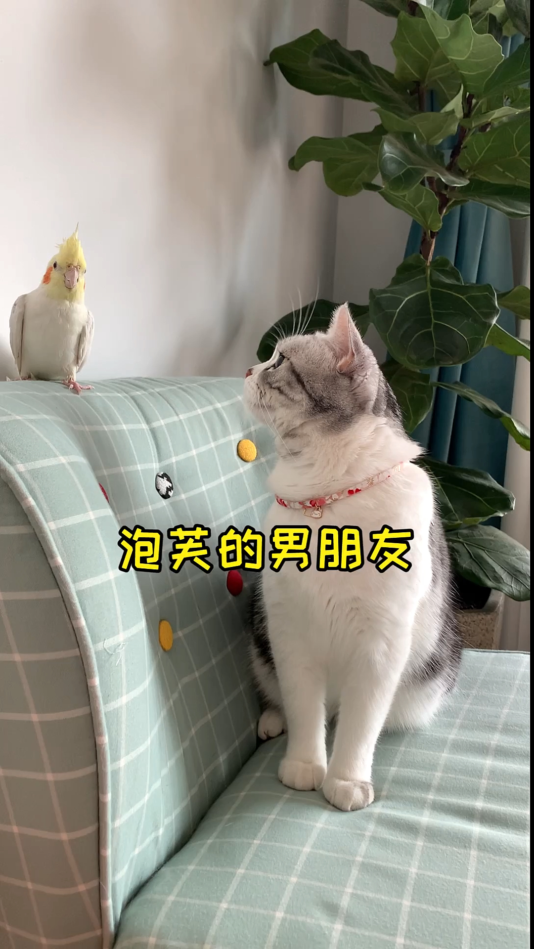 #我家萌宠成精了#泡芙和安生终于又见面了