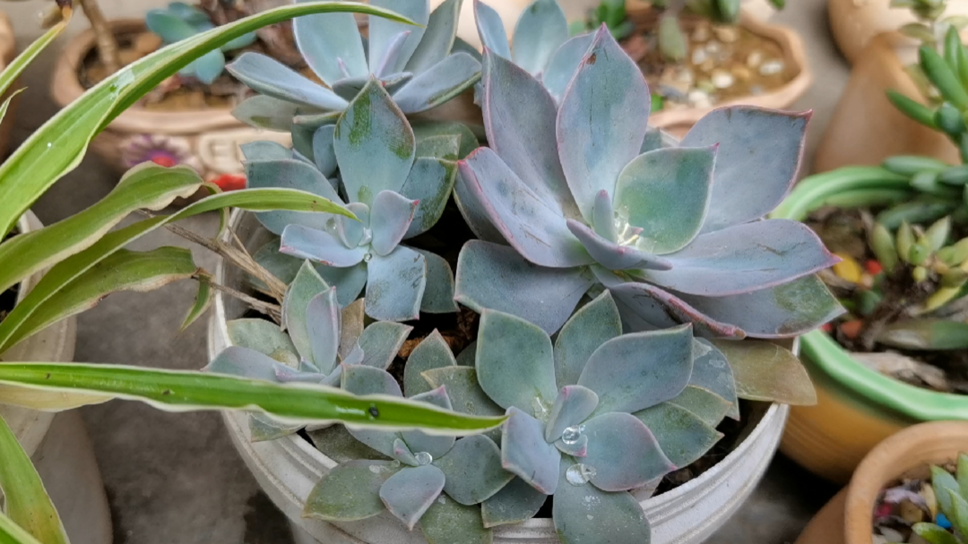 多肉植物
