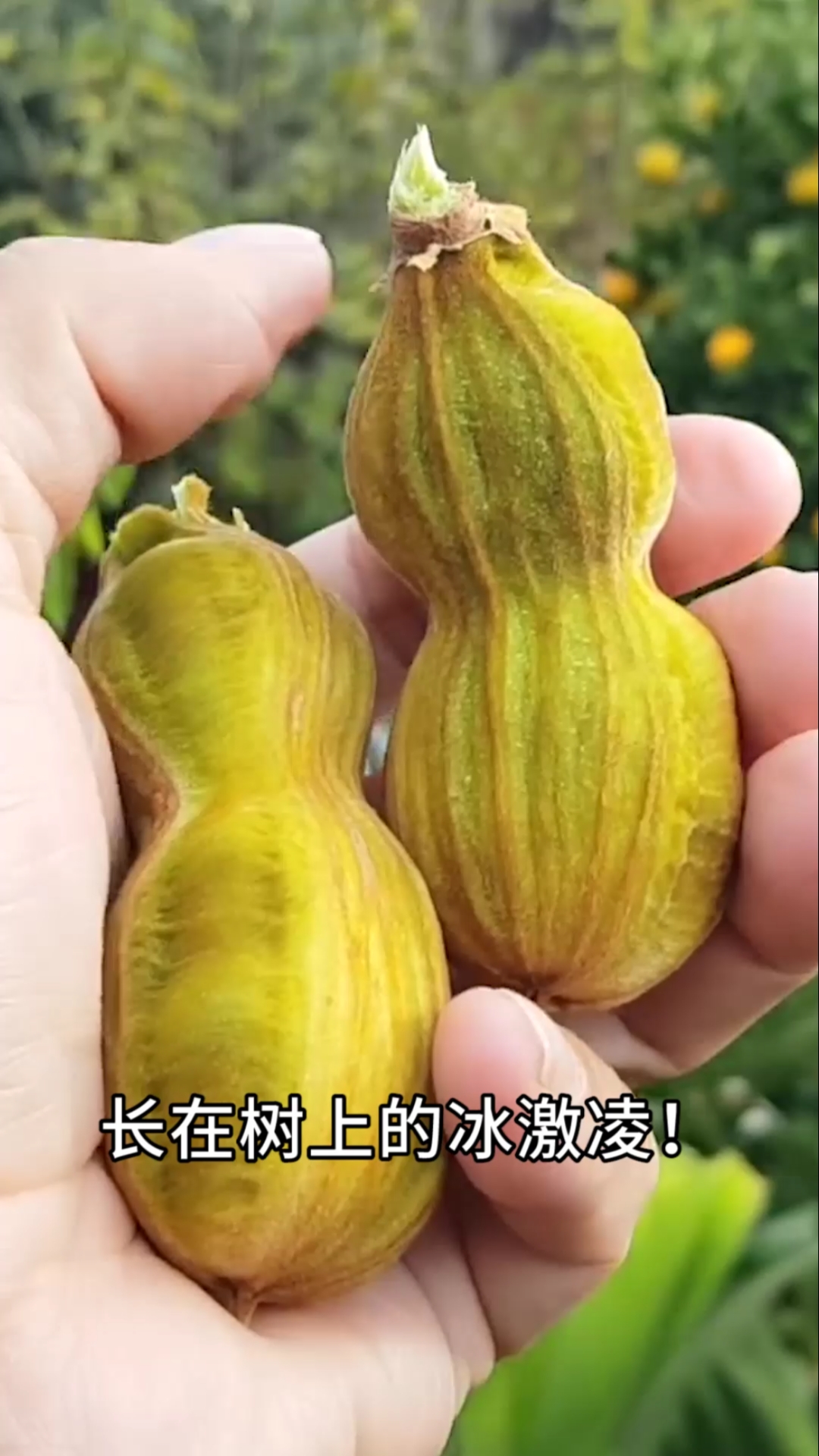 长在树上的冰激凌,还是香草味的,你见过吗?