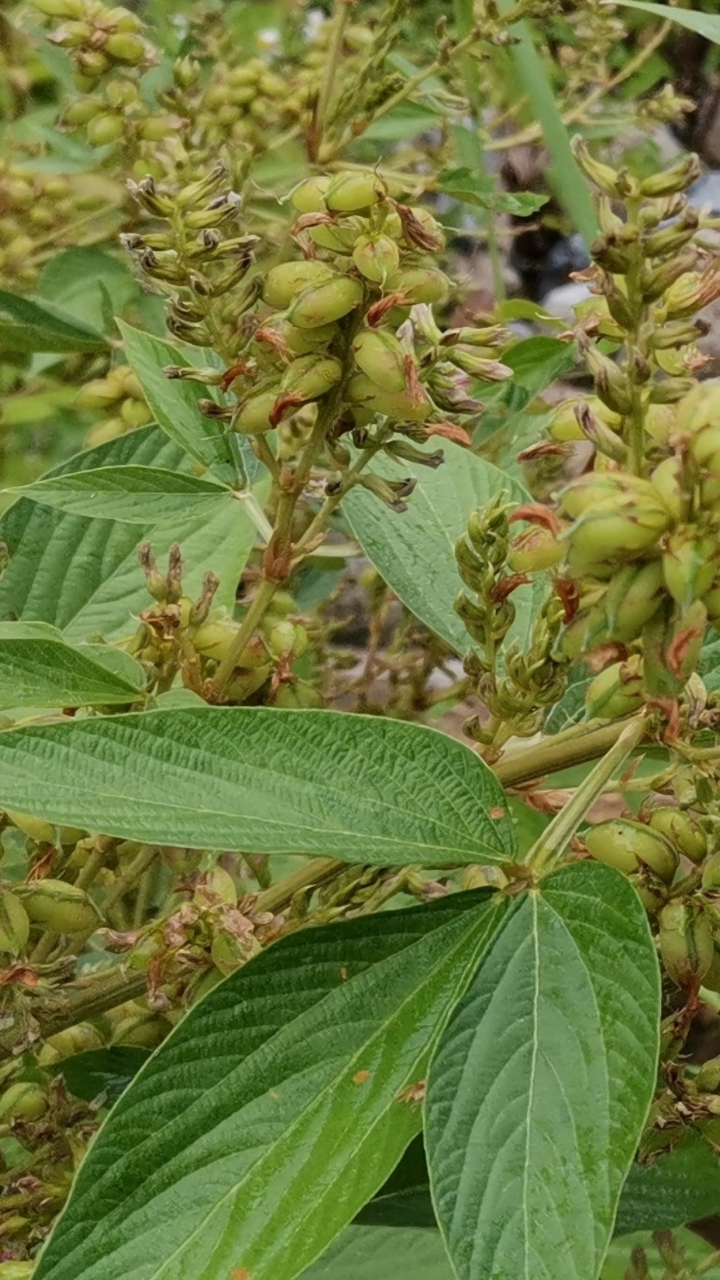 #认识植物#终于找到了两种千斤拔:大叶的和小叶的