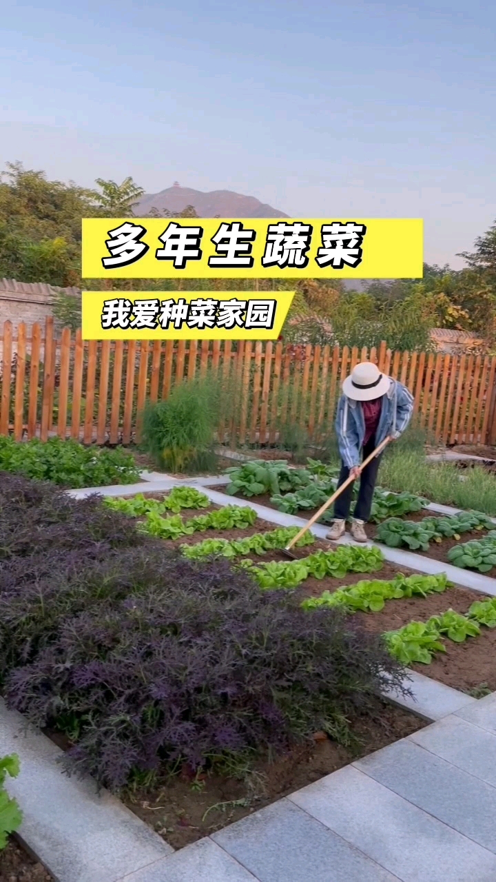 给大家分享一些多年生蔬菜品种,种一次吃多年