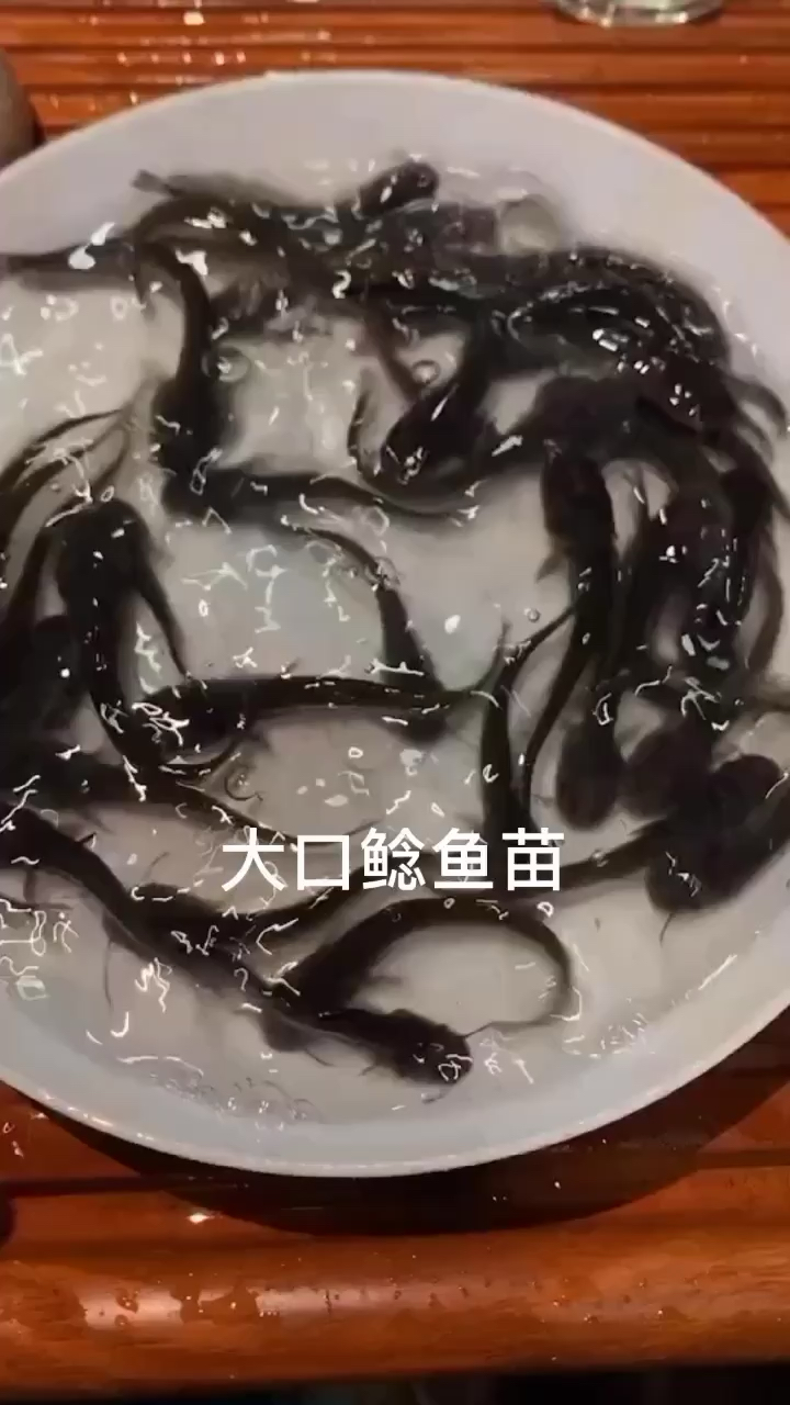 大口鲶鱼苗,鲶鱼苗