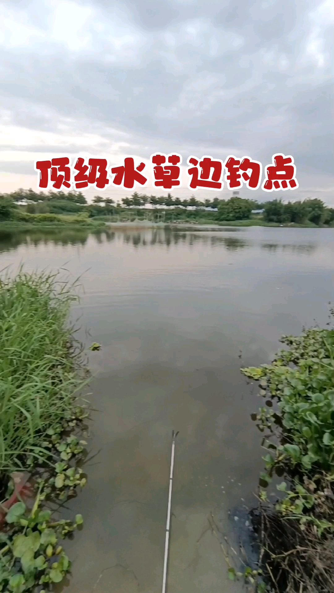 顶级水草边钓点、土鲮鱼、麦鲮、黄骨鱼、花鳊、餐条、红眼、鲤鱼、鲫鱼，泰鲮