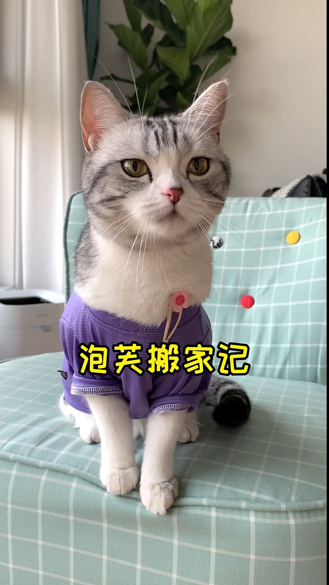 #家有猫咪#搬个家才知道泡芙的东西有多少,是真真的多呀