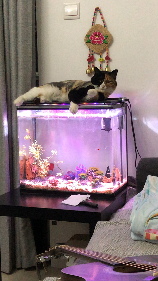 #我家萌宠成精了#小猫和小鱼