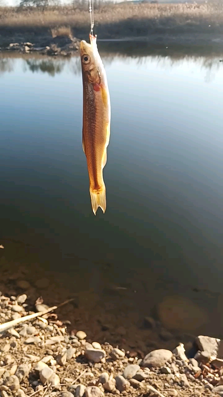 麦穗柳根沙葫芦子轮番上阵