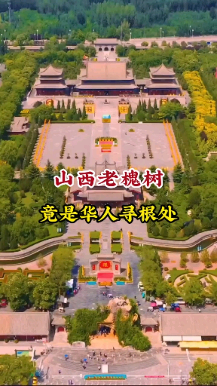 #破壳计划#在山西一棵老槐树,竟是华人寻根处