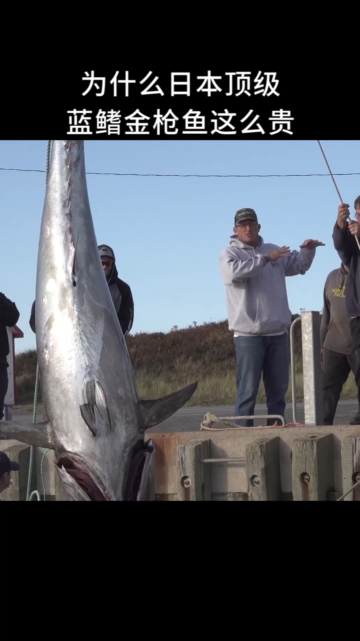 为什么日本顶级蓝鳍金枪鱼这么贵切开后瞬间明白了