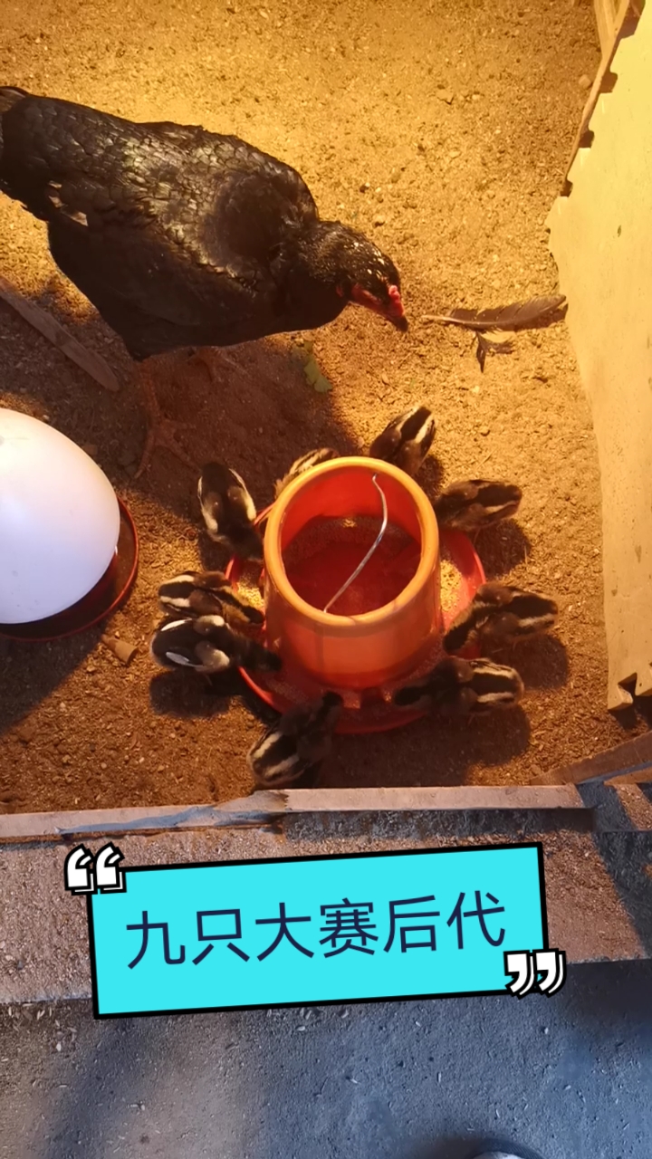 #西贡越南斗鸡#有喜欢的吗？