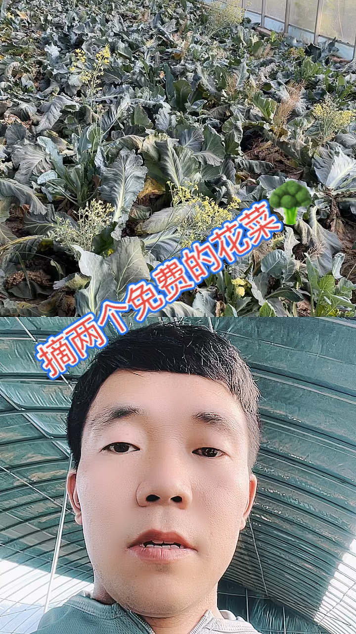 #蔬菜水果#花菜采收完了还会再长吗?来看看,说不定可以炒个菜了。