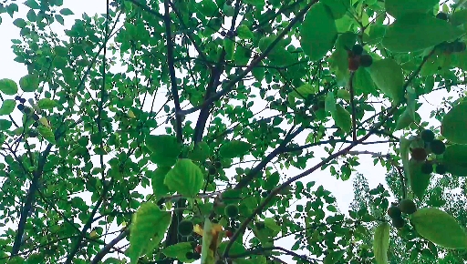 小时候打构叶树喂猪,有几人认识,认识的都打过,江面上有几只野鸭#构叶树#野鸭子