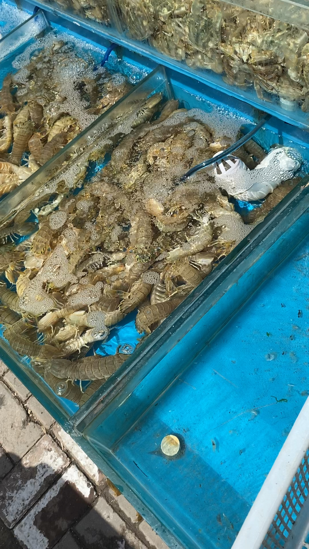 吃皮皮虾的季节