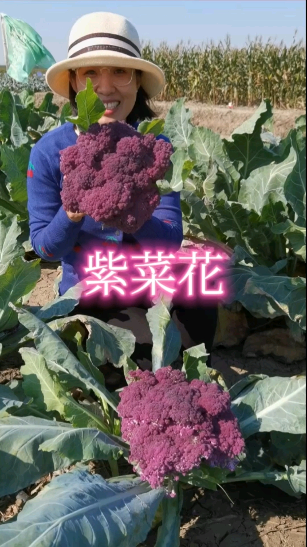 紫菜花