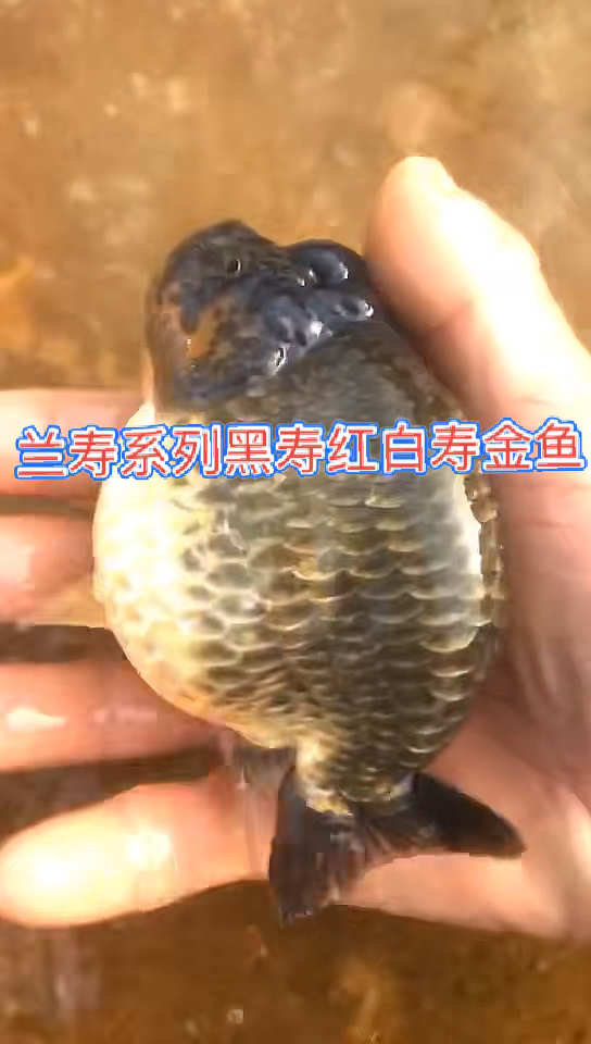 #金鱼#兰寿金鱼系列黑寿红白寿太可爱了自家鱼塘养殖金鱼各种颜色都有。
