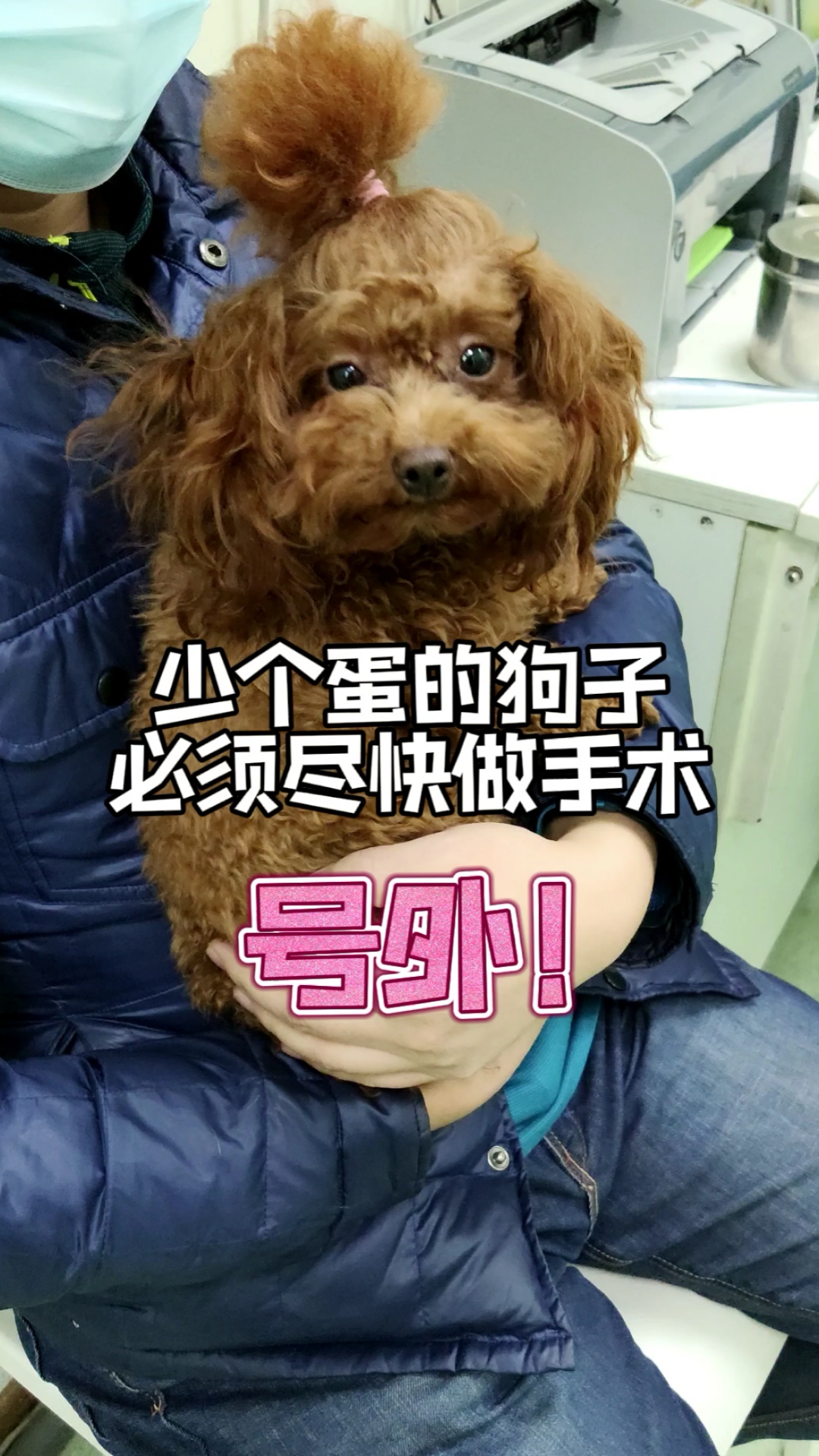 #泰迪狗狗#只长了一个蛋蛋的毛孩儿，为了防止以后有癌变的可能要尽快手术