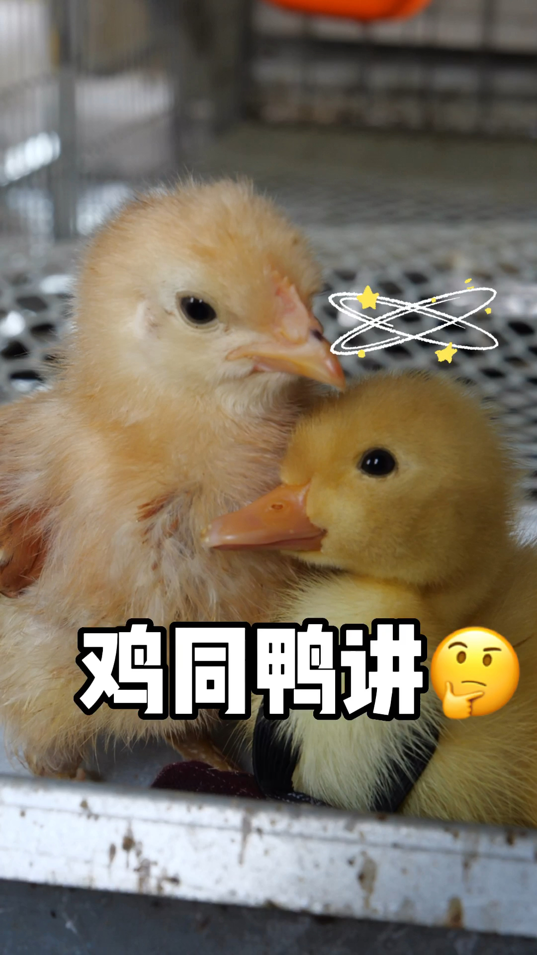 #萌宠趣事打卡#小黄记得姐姐吃的鸡爪是4根脚趾呀?怎么这只鸡有5根脚趾…