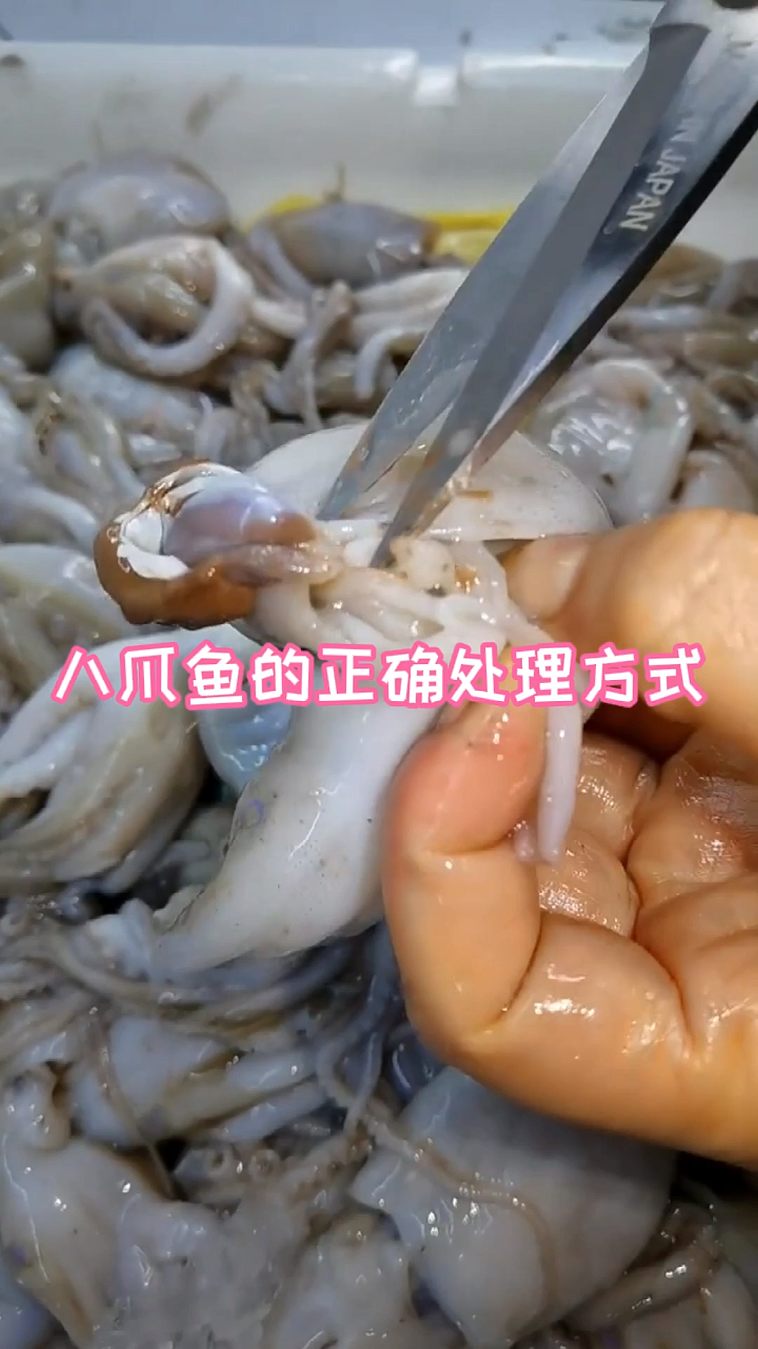 八爪鱼的正确处理方式
