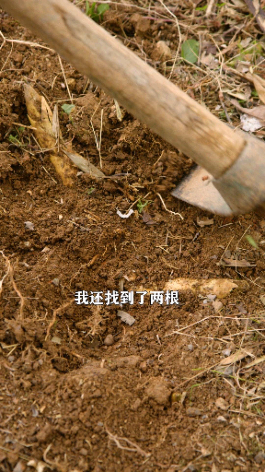 #舌尖上的乡村美食#家里的腊肉熏好了,挖点冬笋炒腊肉,做出来鲜香又下饭